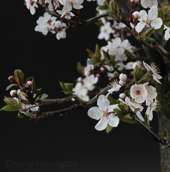 Black Cherry Plum Bonsai 